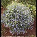 Lobelia erinus