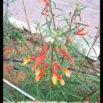 Lobelia laxiflora
