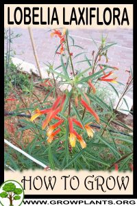 How to grow Lobelia laxiflora