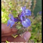 Lobelia siphilitica