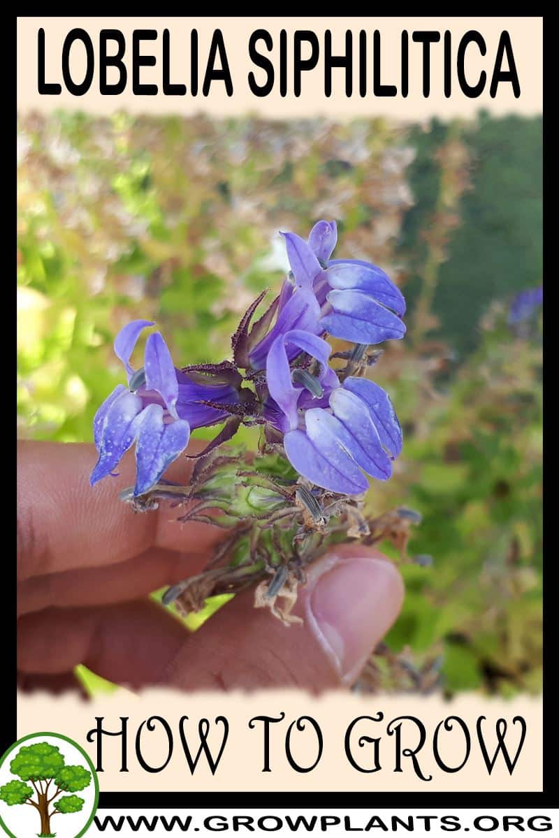 How to grow Lobelia siphilitica