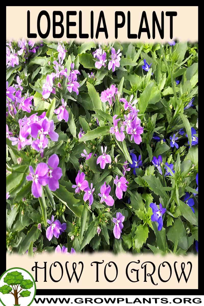 How to grow Lobelia
