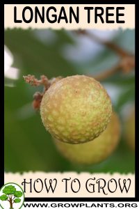 How to grow Longan