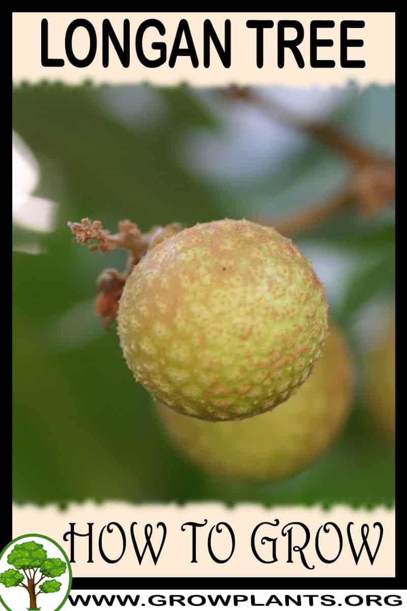 How to grow Longan