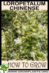 How to grow Loropetalum chinense