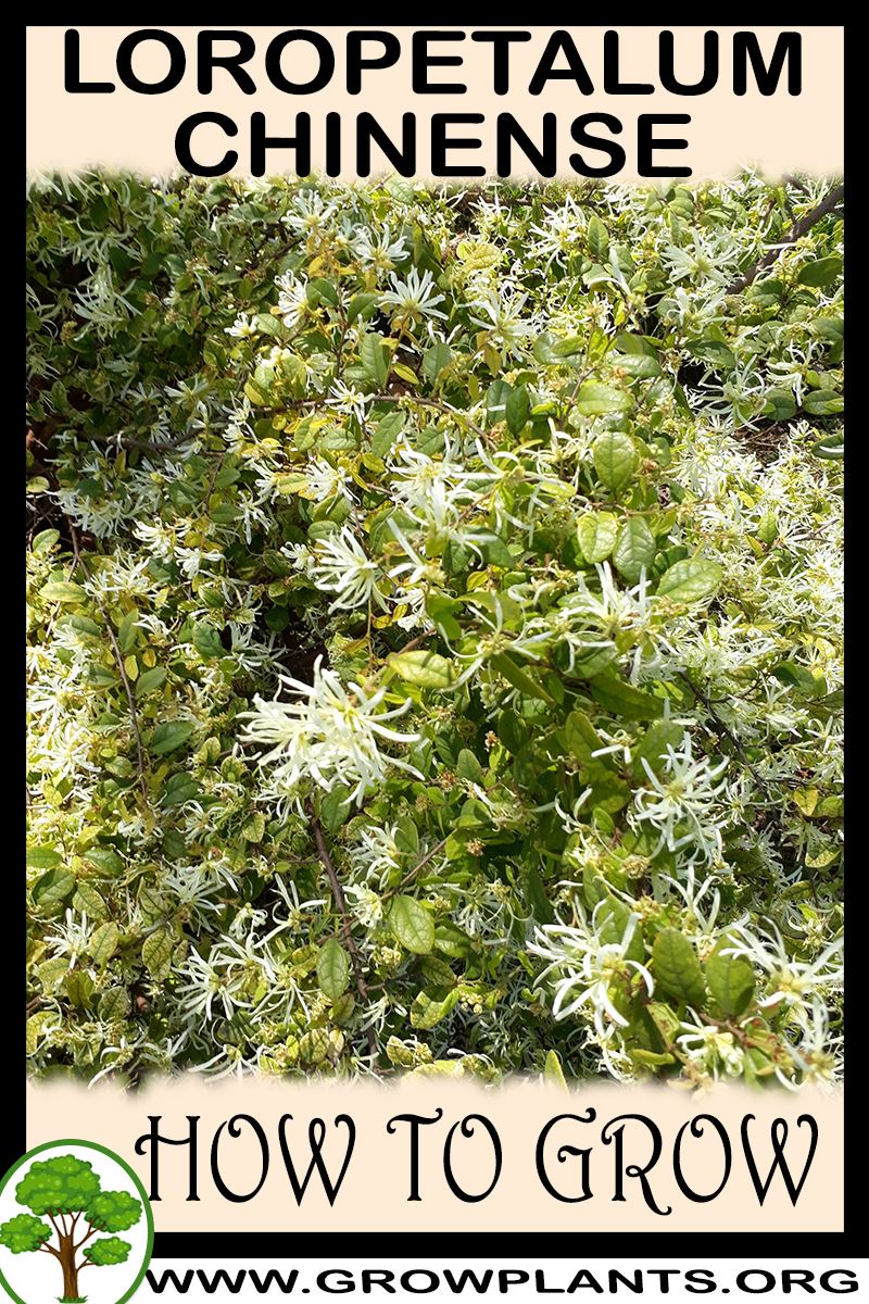 How to grow Loropetalum chinense