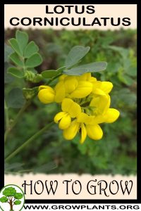 How to grow Lotus corniculatus
