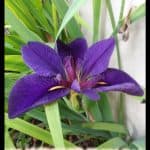 Louisiana iris