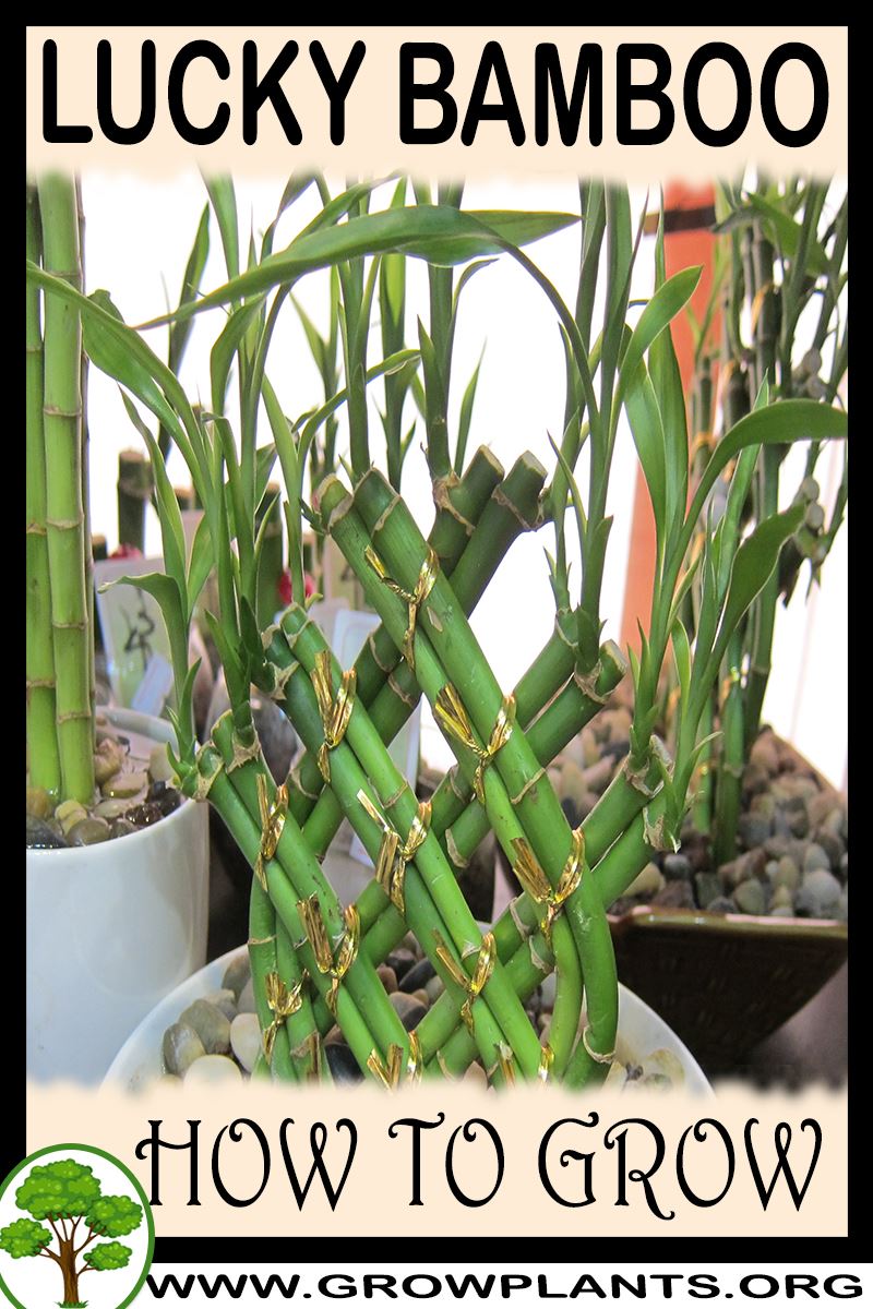 Lucky bamboo How to grow & care