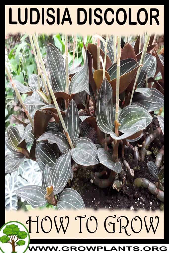 Ludisia discolor