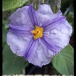 Lycianthes