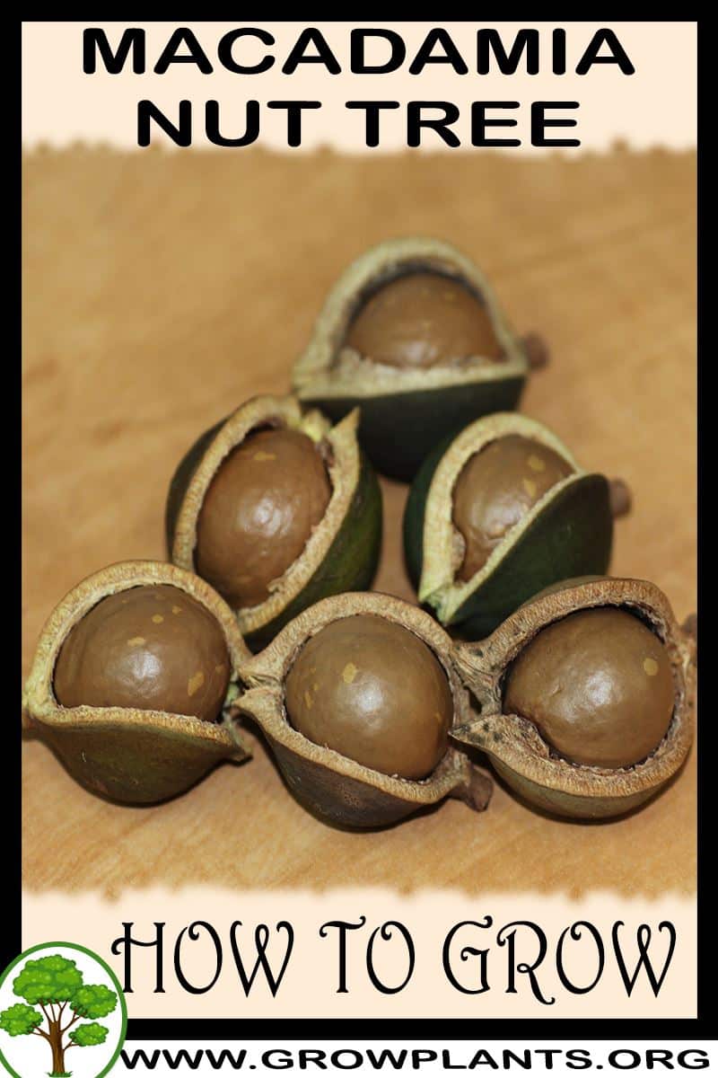 Macadamia Nut How to grow & care
