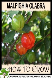 How to grow Malpighia glabra