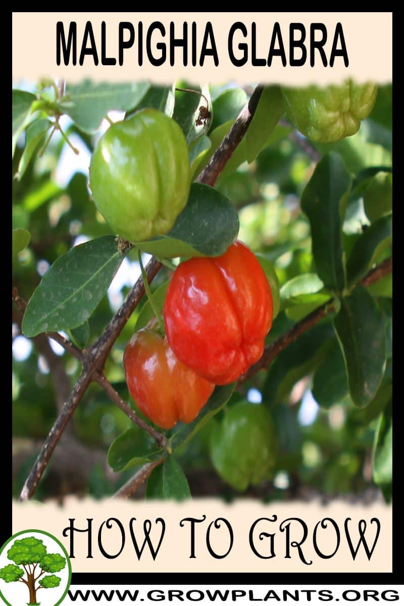 How to grow Malpighia glabra