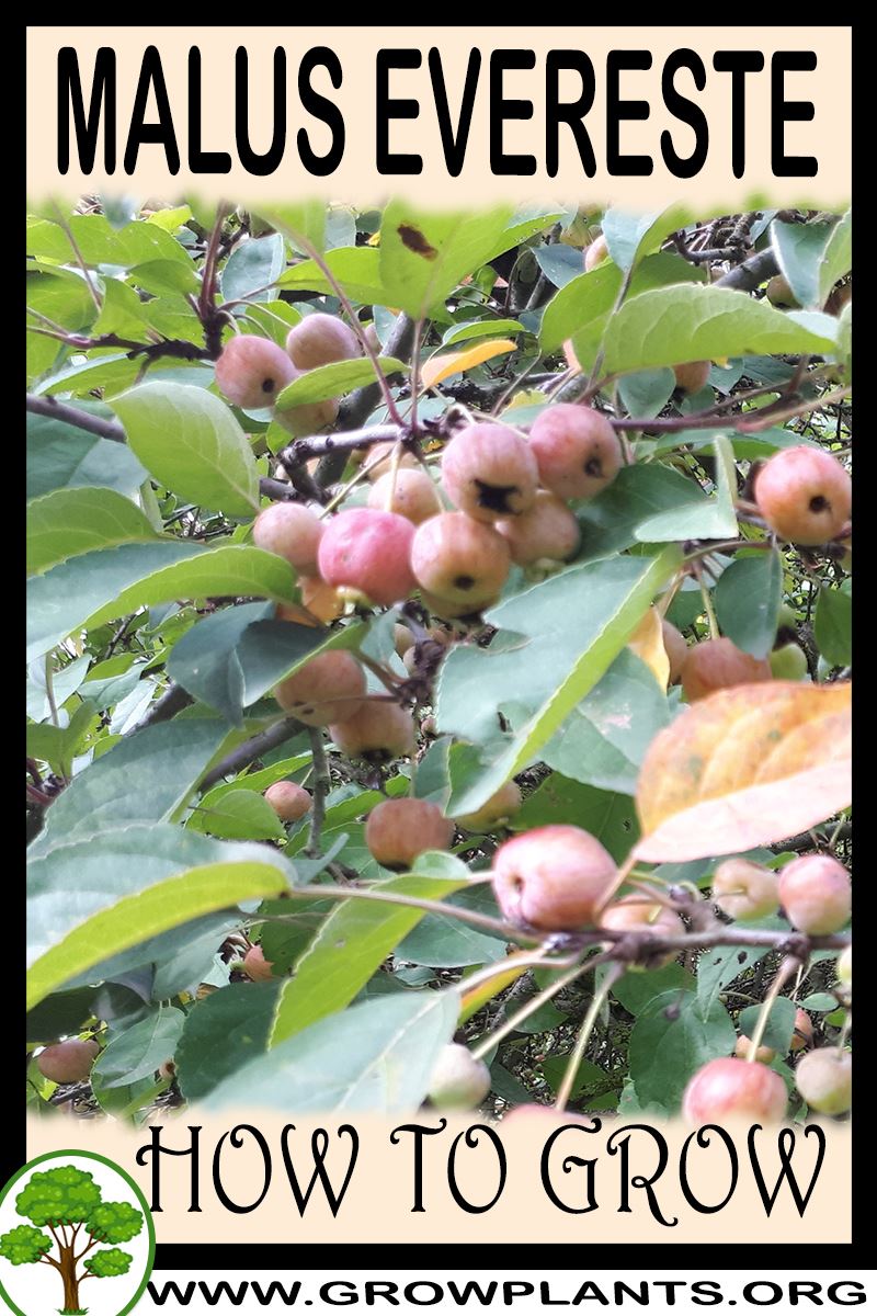 How to grow Malus Evereste