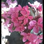 Malus Prairifire