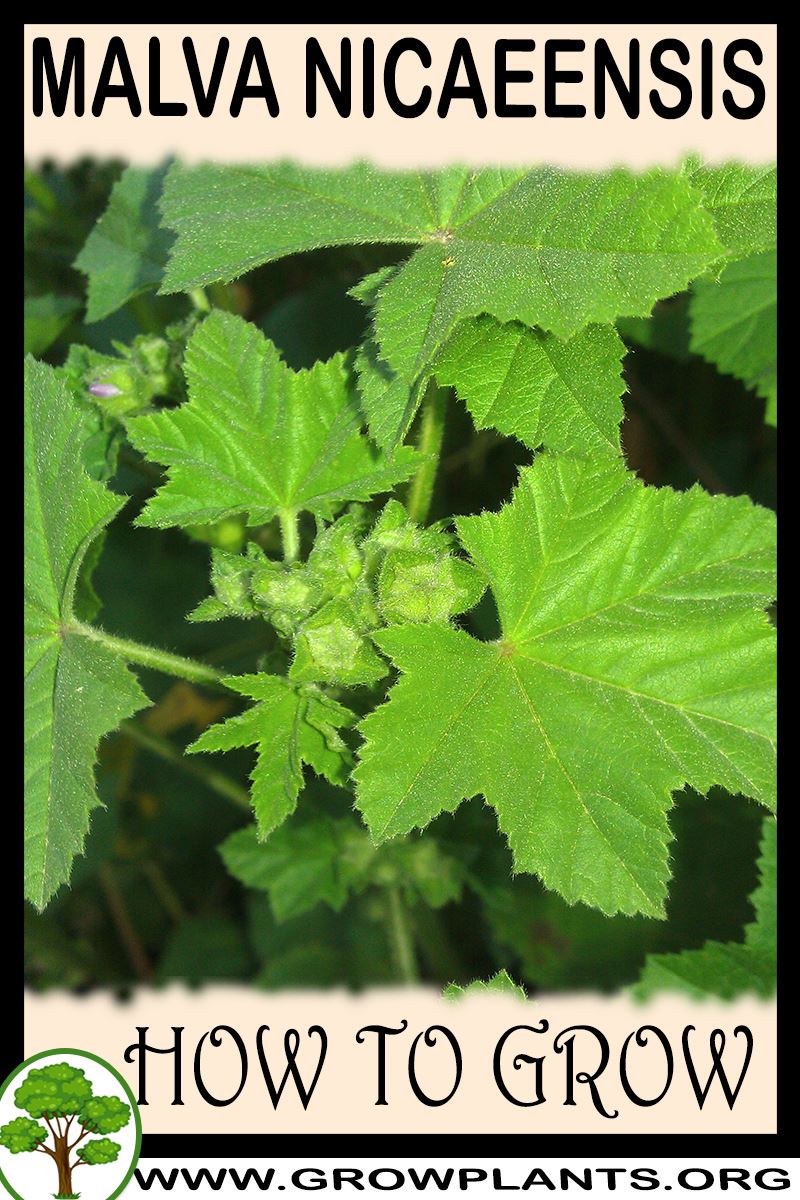 How to grow Malva nicaeensis