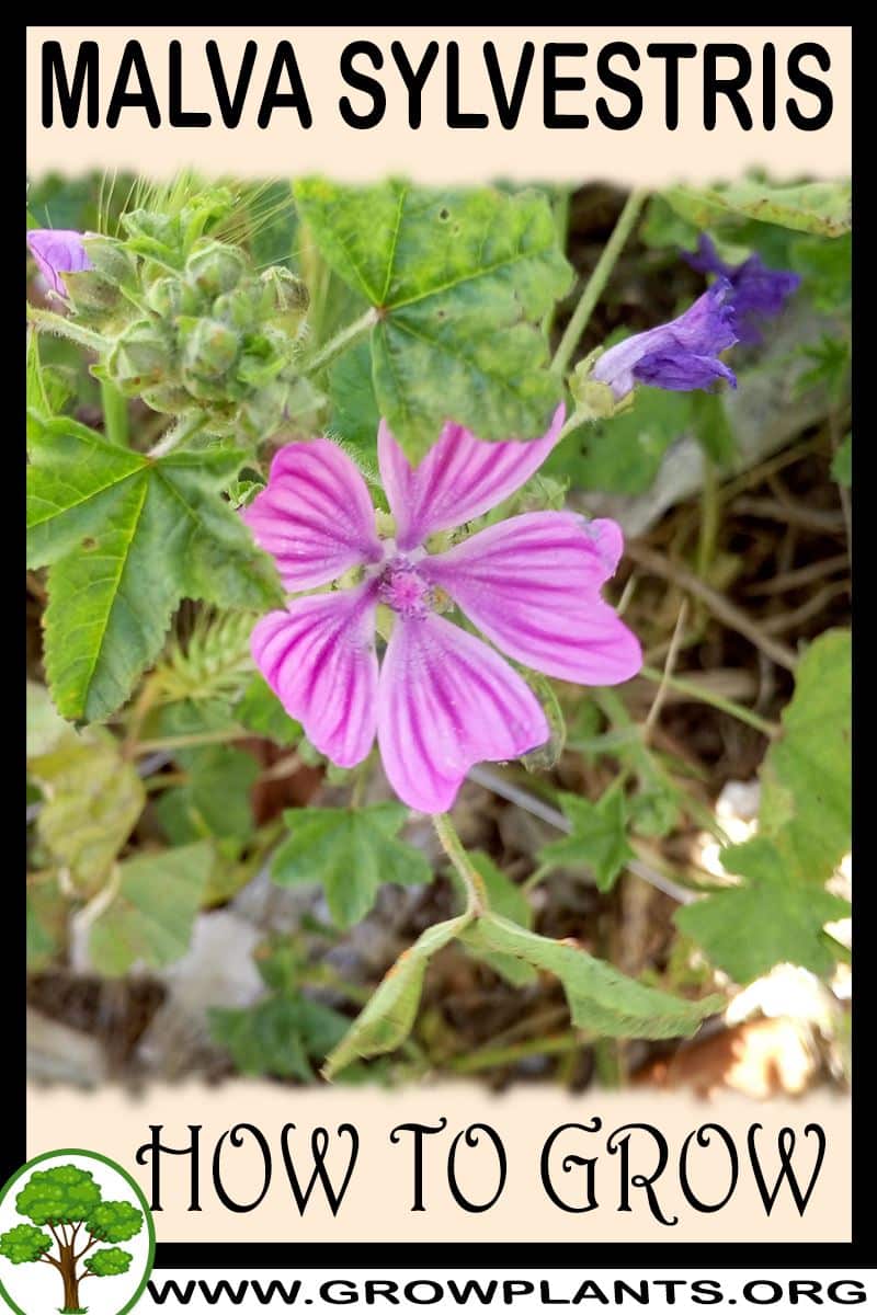 How to grow Malva sylvestris