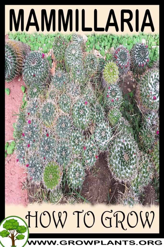 Mammillaria