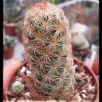Mammillaria elongata