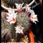 Mammillaria fraileana