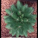 Mammillaria longimamma
