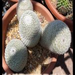 Mammillaria meissneri