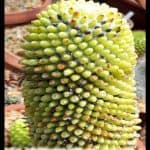 Mammillaria polythele