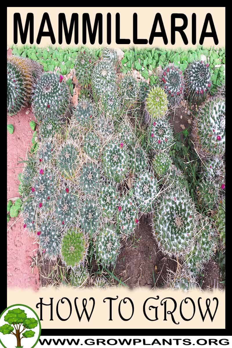 How to grow Mammillaria
