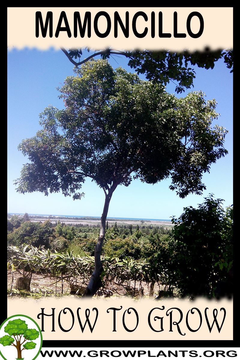 How to grow Mamoncillo