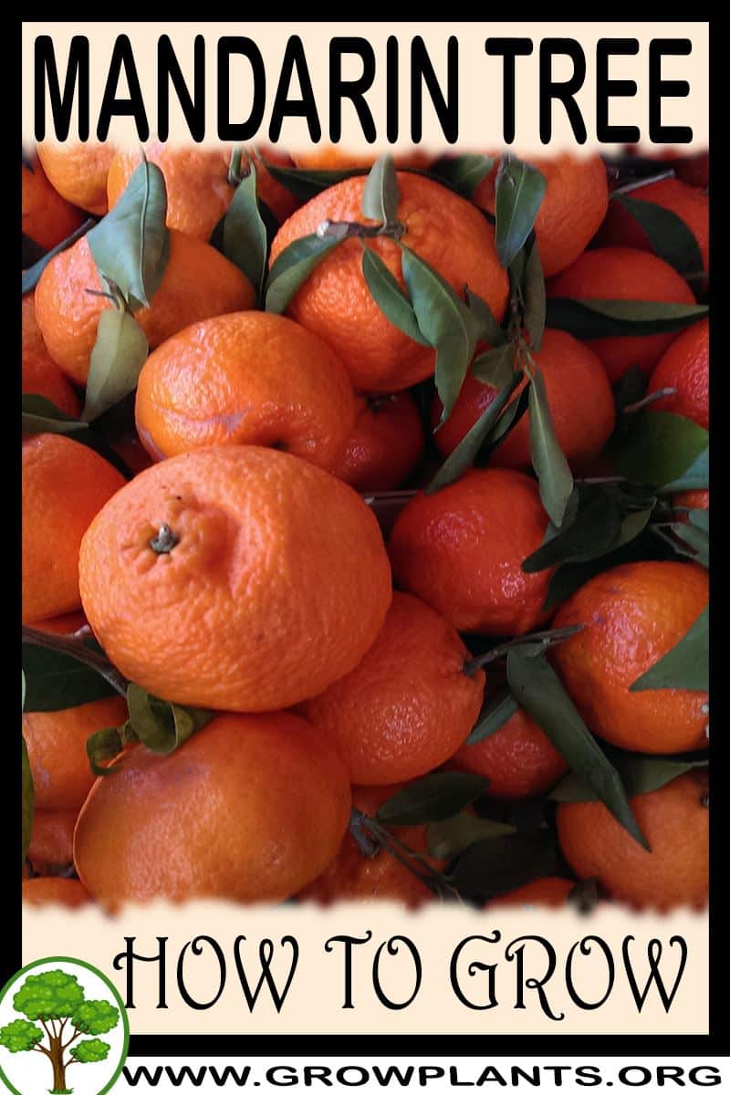 Mandarin tree How to grow & care