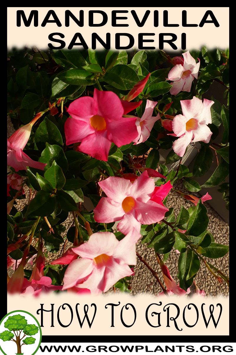 Mandevilla sanderi How to grow & care