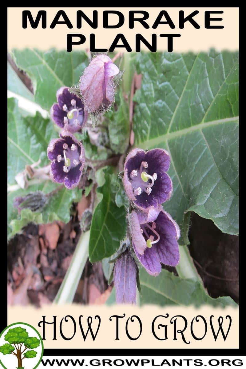 How to grow Mandrake plant