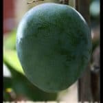 Mango tree