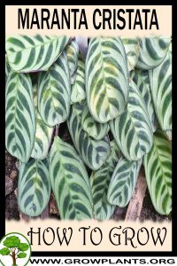 How to grow Maranta cristata