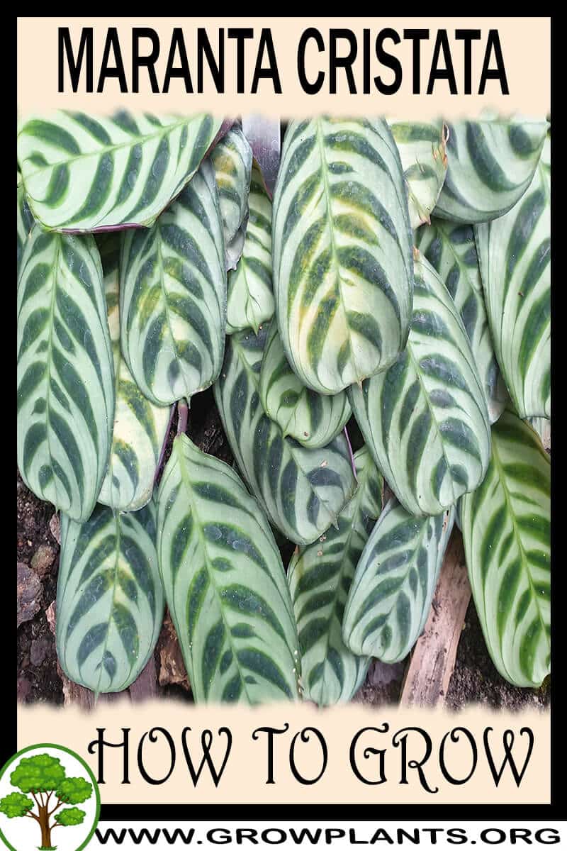 How to grow Maranta cristata