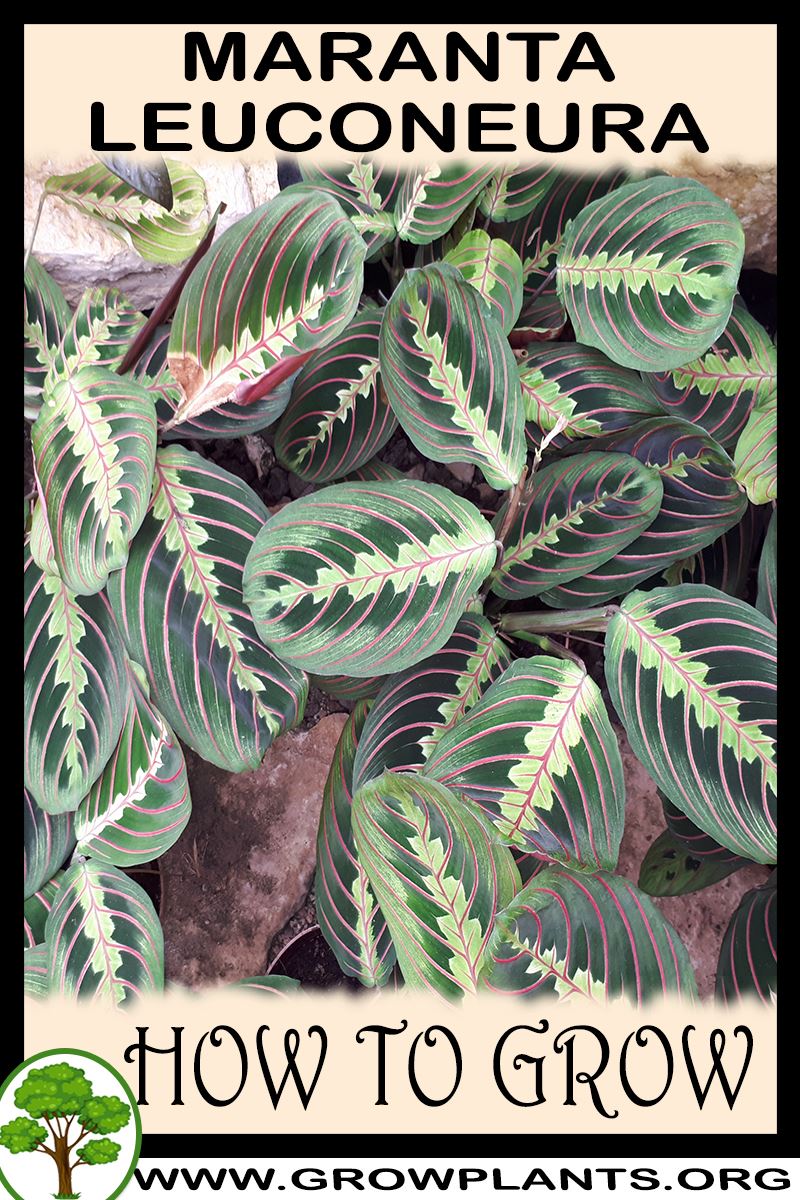 How to grow Maranta leuconeura