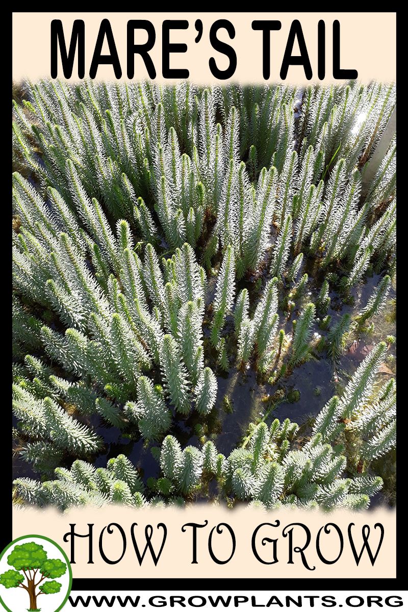 How to grow Mares tail