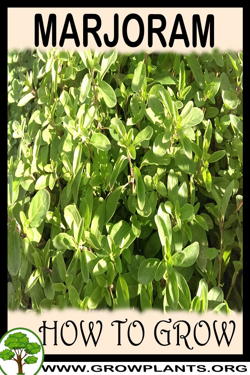 Marjoram How to grow & care