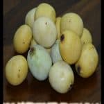 Marula tree
