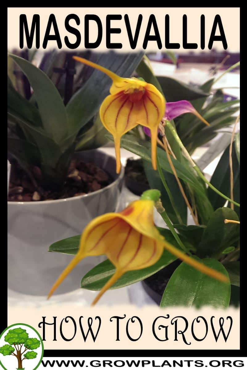 How to grow Masdevallia