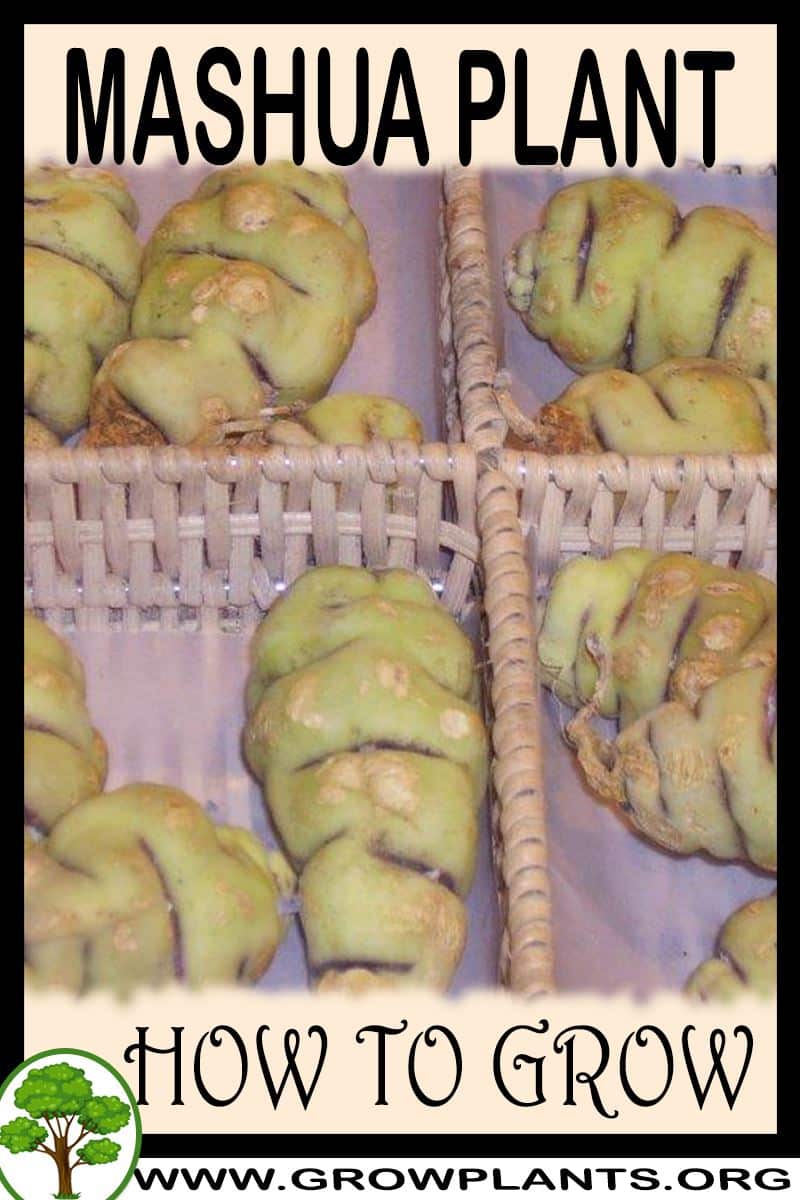 How to grow Mashua