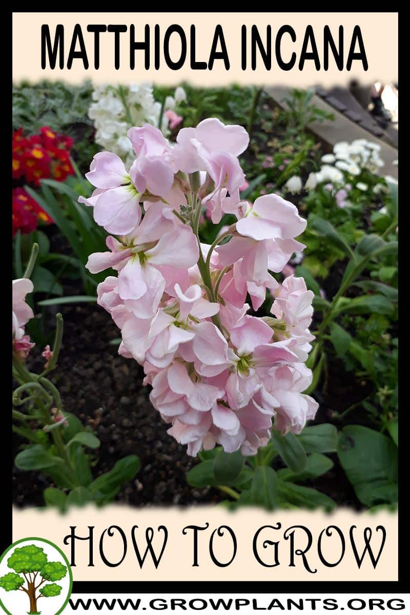How to grow Matthiola incana