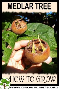How to grow Medlar