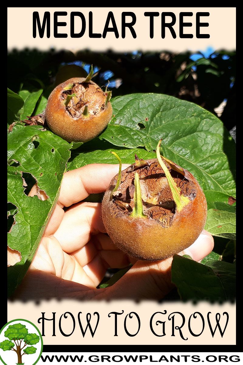 How to grow Medlar
