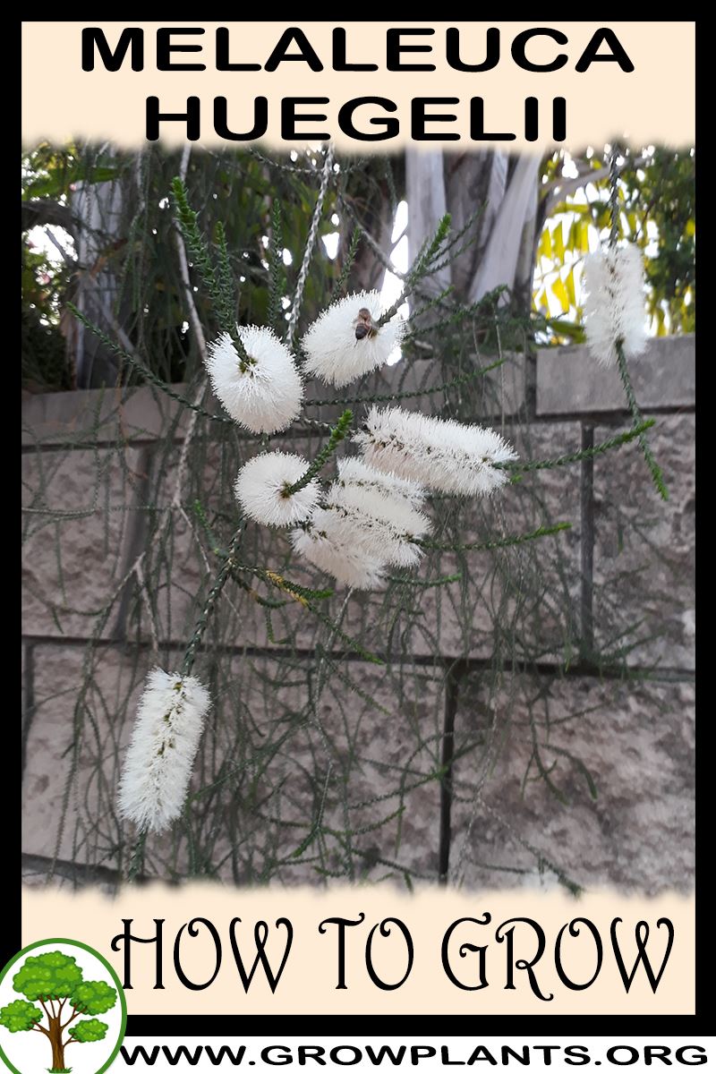 How to grow Melaleuca huegelii