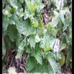 Mentha aquatica