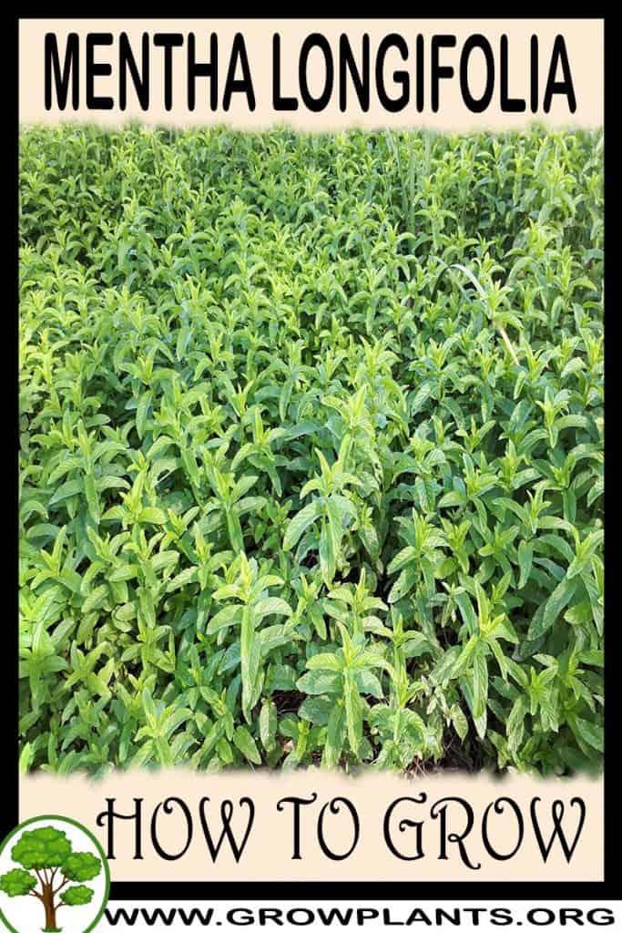 Mentha longifolia
