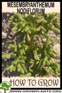 How to grow Mesembryanthemum nodiflorum