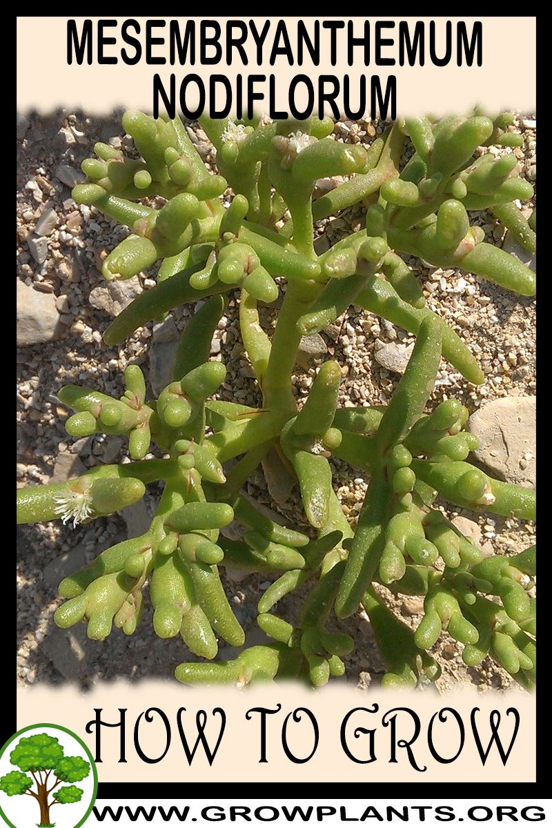 How to grow Mesembryanthemum nodiflorum